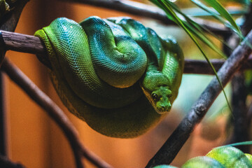 green tree python