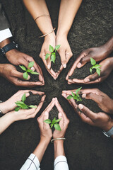 Business people, hands and team with plants in soil, support and help in sustainable environment....