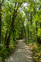 Naklejka premium path in the woods