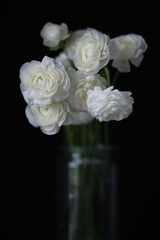 Ranunculus flower