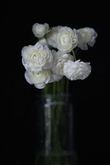 Ranunculus flower