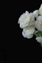 Ranunculus flower