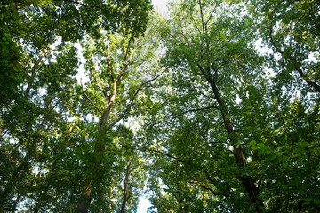 Fototapeta premium Beautiful trees with green leaves in forest, low angle view