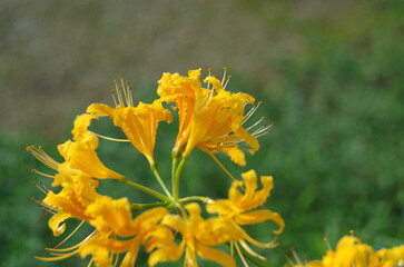 オレンジ色の彼岸花