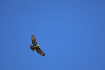 hawk in flight