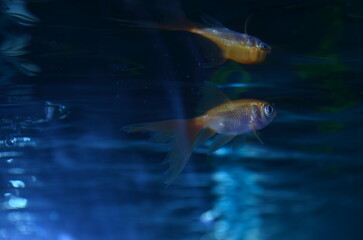 Goldfish reflection