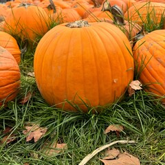 Fototapeta premium Photo of orange pumpkins. Autumn pumpkins, Halloween, pumpkins lie on the ground