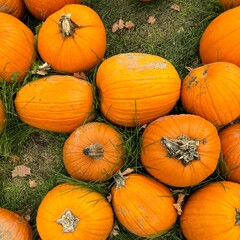 Photo of orange pumpkins. Autumn pumpkins, Halloween, pumpkins lie on the ground