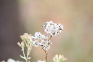 Closeup Goldenrod in Autumn