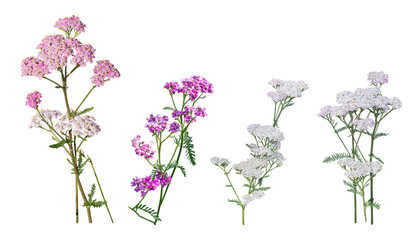 Common yarrows, achillea millefolium, red pink white, isolated on a transparent background