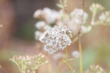 Goldenrod in Autumn