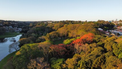 autumn in the forest