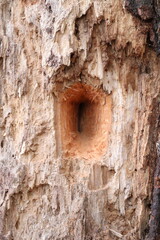 Pilated woodpecker hole closeup