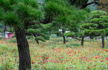 소나무 숲 속에 핀 백일홍 꽃밭