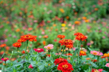 가까이 보는 백일홍 꽃밭