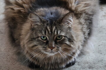 close up of a fluffy cat
