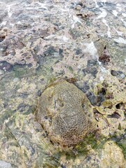 Portrait of a beach view on a sunny day with coral rocks on the beach