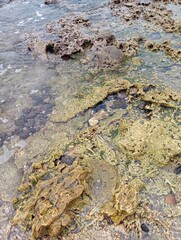 Portrait of a beach view on a sunny day with coral rocks on the beach