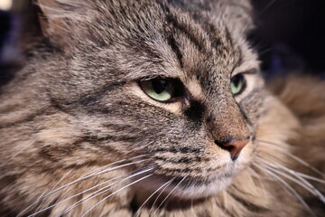 close up portrait of a fluffy cat