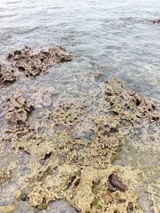 Portrait of a beach view on a sunny day with coral rocks on the beach
