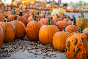 Orange Pumpkins Lined Up at a Scenic Pumpkin Patch in Fall