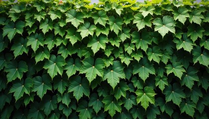  Vibrant green leaves in a lush garden