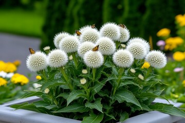Echinops (Globe Thistle) flowers growing tall in a sunny garden, their round, spiky blooms attracting bees and butterflies