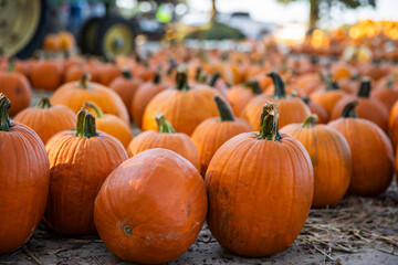 Rustic Pumpkin Patch with Orange Pumpkins on the Ground in Autumn