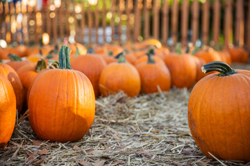 Orange Pumpkins Lined Up at a Scenic Pumpkin Patch in Fall