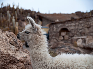 Young Alpaca in Bolivia on Cactus Island, Salt Flats, Salar de Uyuni, llama, vicuna, blurred background