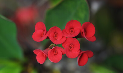 Red Flowers cluster macro, blurred background red and green