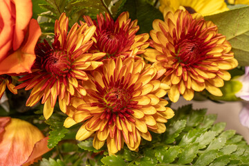 Full frame macro abstract texture background of an indoor floral arrangement, featuring red and yellow chrysanthemums