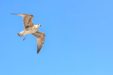 A bird is flying in the sky with its wings spread wide