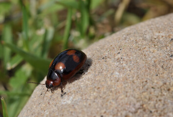 Ladybird on rock, blurred grass background, macro photo of beetle