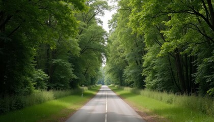 Fototapeta premium A serene forest road inviting exploration