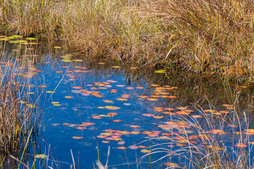 尾瀬ヶ原の池塘