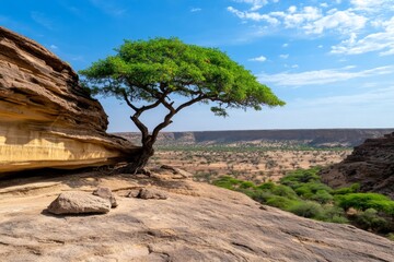 A Socotran Pomegranate tree thriving in a dry, arid landscape, with rugged rocks and sparse vegetation around it