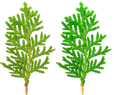 편백나무 나뭇잎