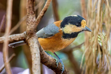 枝にとまるヤマガラ