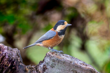 木にとまるヤマガラ