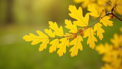  Autumns golden touch on natures canvas