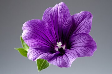 Obraz premium A single Malva flower floating on a plain background, its delicate petals gently curling at the edges