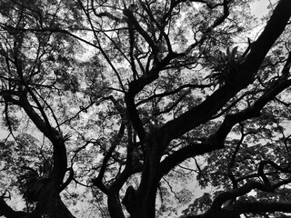 silhouette of a tree with lots of branch. Dramatic tree