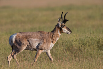 Pronghorn Antelope