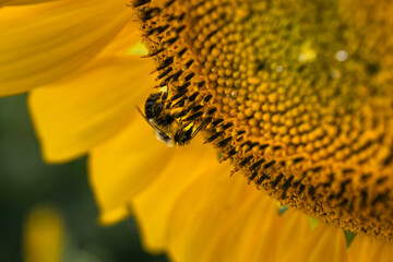 sunflower close up
