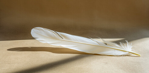 White feather on fine grain paper with soft shadows and natural lighting