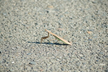 自然の中で生きるオオカマキリ