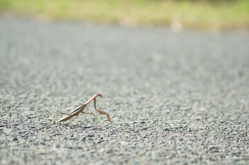 茶色の体をしたオオカマキリ