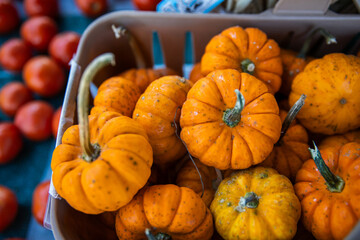 Autumn Basket of Mini Pumpkins and Blurred Farm Produce in the Background