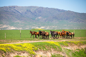 Obraz premium horses on the meadow